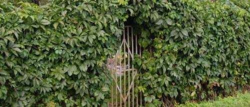 Ползучие растения по стене. Вьющиеся растения для забора