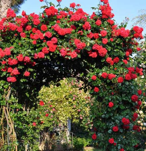 Как правильно посадить плетистую розу на арку. Плетистая роза правильный уход: 35 садовых арок из роз 12 Как правильно посадить плетистую розу на арку. Плетистая роза правильный уход: 35 садовых арок из роз 12