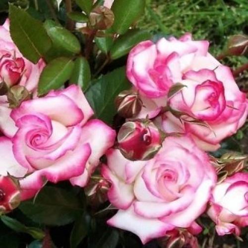 Как правильно посадить плетистую розу на арку. Плетистая роза правильный уход: 35 садовых арок из роз 15 Как правильно посадить плетистую розу на арку. Плетистая роза правильный уход: 35 садовых арок из роз 15