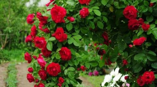 Как подвязать плетистую розу. Все о выращивании плетистой розы