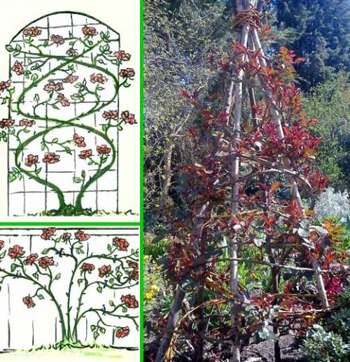 Как правильно посадить плетистую розу на арку. Плетистая роза правильный уход: 35 садовых арок из роз 08 Как правильно посадить плетистую розу на арку. Плетистая роза правильный уход: 35 садовых арок из роз 08