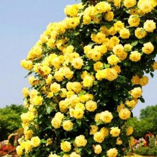 Как правильно посадить плетистую розу на арку. Плетистая роза правильный уход: 35 садовых арок из роз 16 Как правильно посадить плетистую розу на арку. Плетистая роза правильный уход: 35 садовых арок из роз 16