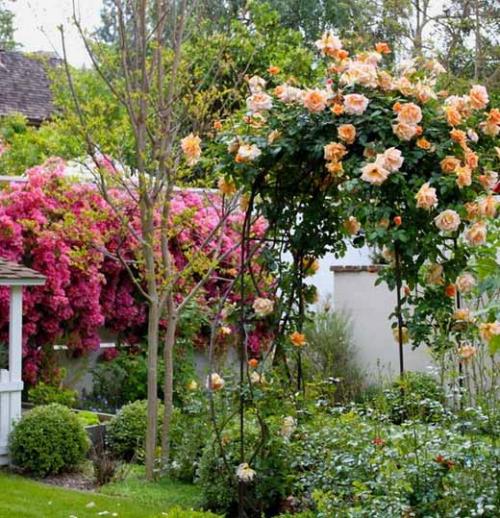 Как правильно посадить плетистую розу на арку. Плетистая роза правильный уход: 35 садовых арок из роз 06 Как правильно посадить плетистую розу на арку. Плетистая роза правильный уход: 35 садовых арок из роз 06