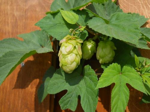 Многолетние вьющиеся растения для арки. Вьющиеся растения для арки быстрорастущие многолетние зимостойкие