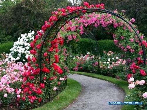 Как установить арку для роз. Арка для плетистой розы своими руками