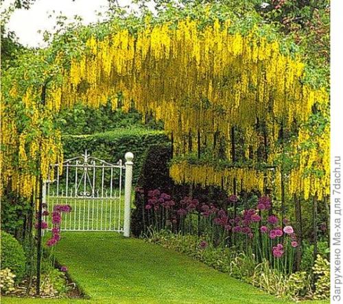 Для чего нужна пергола на даче. Что такое пергола и зачем она нужна в нашем саду?