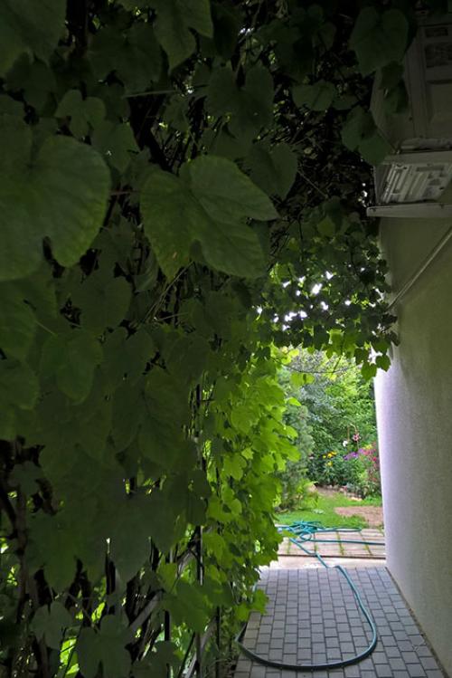 Пергола для винограда в Московской области. Вертикальное озеленение или богатый урожай?