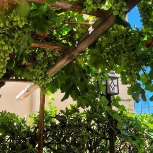 Металлические опоры для виноградников. Что такое шпалера