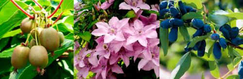 Беседка из девичьего винограда. Чем еще дополнить виноградную беседку?