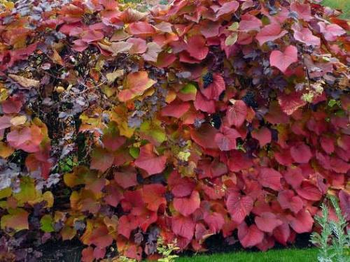 Каркас для девичьего винограда. Сорта винограда