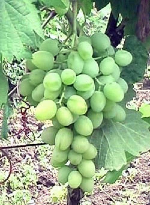 Выращивание винограда на арке. Виноградник на беседке по всем правилам