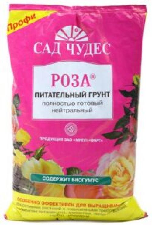 Как подвязать розу в горшке. Пересадка после покупки