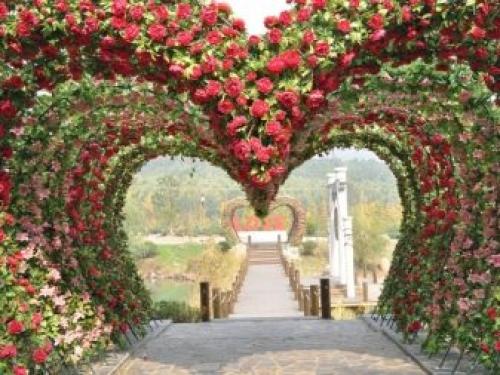 Установка арки для роз. Посадка, установка опоры, направление роста 05 Установка арки для роз. Посадка, установка опоры, направление роста 05