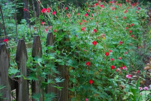 Чем обвить арку. Общие рекомендации желающим украсить забор, строения, участок.