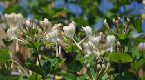 Лианы для сада. Топ лучших многолетних лиан для оформления садового участка