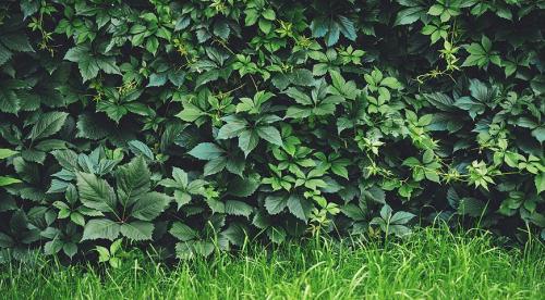 11 лучших многолетних лиан для арок. Цветущие виды лиан-многолетников 05