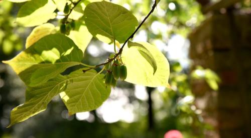 11 лучших многолетних лиан для арок. Цветущие виды лиан-многолетников 11