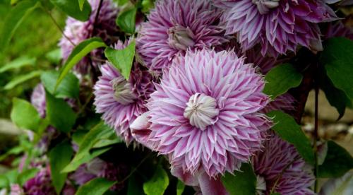 11 лучших многолетних лиан для арок. Цветущие виды лиан-многолетников 08