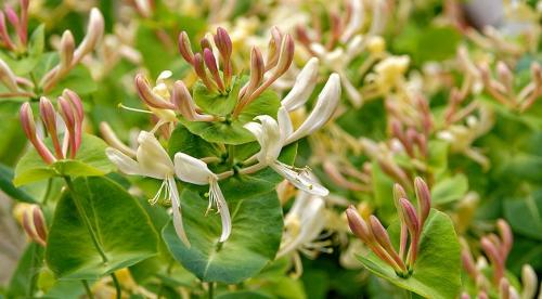 11 лучших многолетних лиан для арок. Цветущие виды лиан-многолетников 06