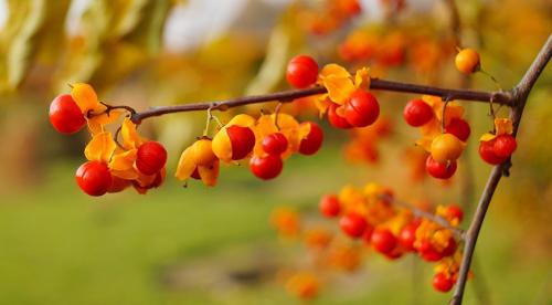 11 лучших многолетних лиан для арок. Цветущие виды лиан-многолетников 10