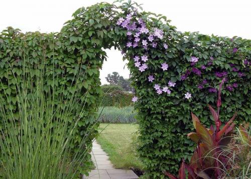 Подборка вьющихся растений для арок и беседок. Девять лучших быстрорастущих вьющихся цветов для забора, арок и шпалер на даче