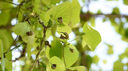 11 лучших многолетних лиан для арок. Цветущие виды лиан-многолетников 12