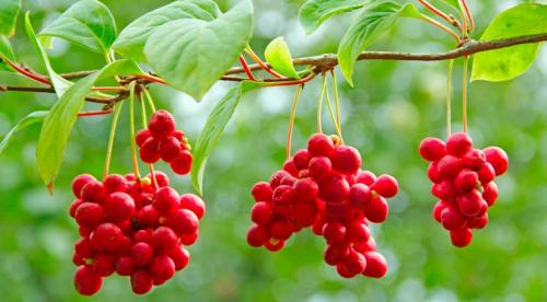 11 лучших многолетних лиан для арок. Цветущие виды лиан-многолетников 09