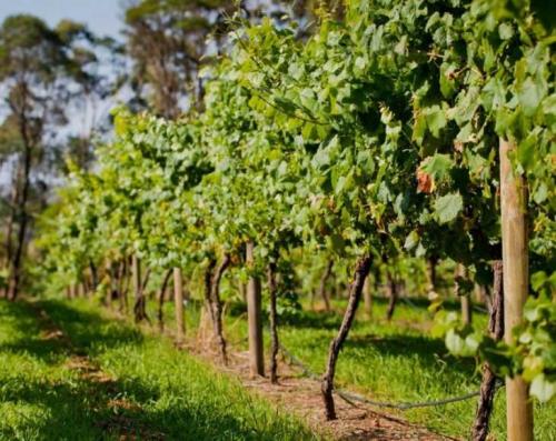 Красивые шпалеры для винограда. Шпалера для винограда своими руками: чертежи шпалер для успешного выращивания и увеличения урожайности (125 фото)