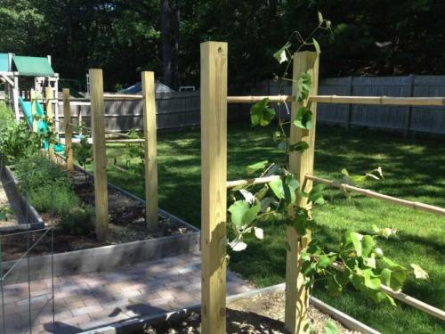 Красивые и простые шпалеры своими руками. Шпалера для винограда — пошаговая инструкция, как сделать своими руками. Обзор популярных конструкций + 100 фото