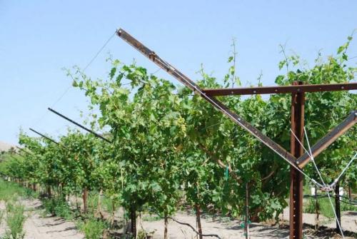 Красивые и простые шпалеры своими руками. Шпалера для винограда — пошаговая инструкция, как сделать своими руками. Обзор популярных конструкций + 100 фото