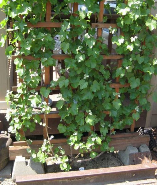 Красивые и простые шпалеры своими руками. Шпалера для винограда — пошаговая инструкция, как сделать своими руками. Обзор популярных конструкций + 100 фото