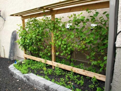 Красивые и простые шпалеры своими руками. Шпалера для винограда — пошаговая инструкция, как сделать своими руками. Обзор популярных конструкций + 100 фото