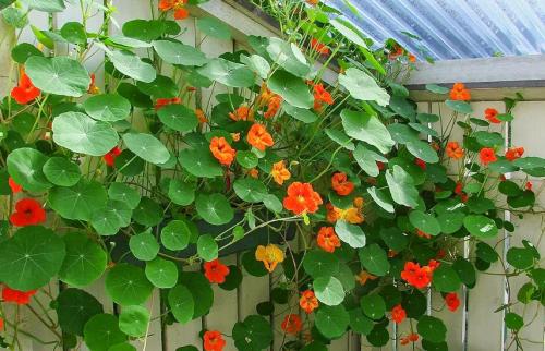 Однолетние вьющиеся растения для дачи. Вьющиеся растения для забора, беседок и стен – выбираем среди однолетников