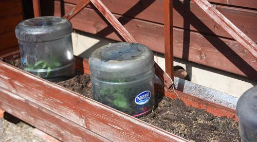 Самые популярные однолетние лианы для сада. Лианы для сада 14