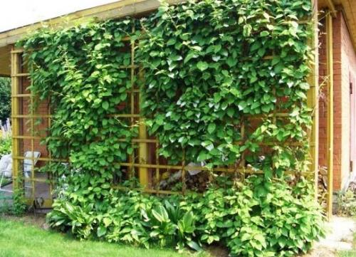 Вьющиеся растения для беседки в сибири. Многолетние вьющиеся растения для беседки