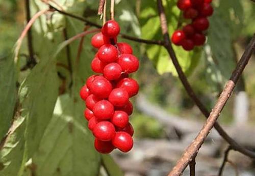 Вьющиеся растения для беседки в сибири. Многолетние вьющиеся растения для беседки