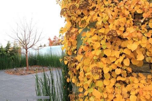 Вьющиеся растения для беседки. Лучшие вьющиеся растения для озеленения беседки 09 Вьющиеся растения для беседки. Лучшие вьющиеся растения для озеленения беседки 09