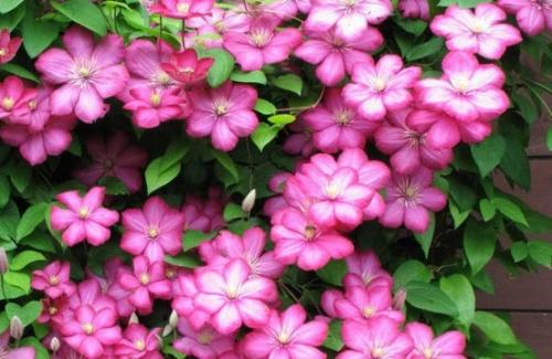 Вьющиеся растения для беседки в сибири. Многолетние вьющиеся растения для беседки