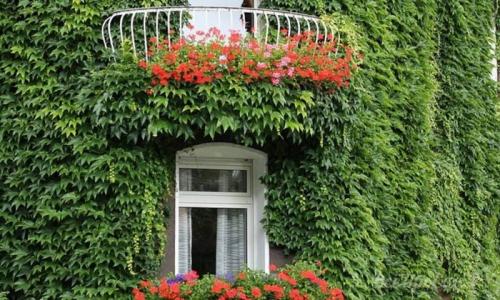 Многолетние вьющиеся растения для арки. Декоративные вьющиеся растения для сада: 30 лиан с названием и фото