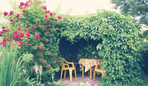 Вьющиеся растения для беседки. Лучшие вьющиеся растения для озеленения беседки 01 Вьющиеся растения для беседки. Лучшие вьющиеся растения для озеленения беседки 01