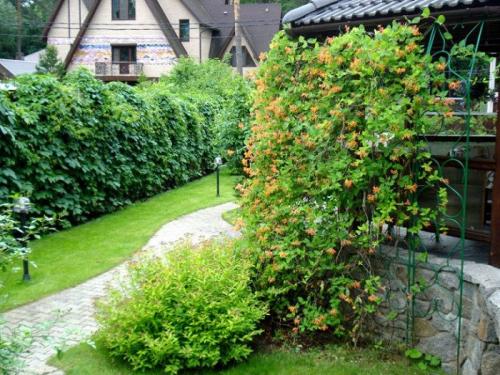 Вьющиеся растения для беседки. Лучшие вьющиеся растения для озеленения беседки 13 Вьющиеся растения для беседки. Лучшие вьющиеся растения для озеленения беседки 13