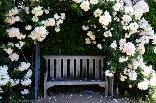 Вьющиеся растения для беседки. Лучшие вьющиеся растения для озеленения беседки 08 Вьющиеся растения для беседки. Лучшие вьющиеся растения для озеленения беседки 08