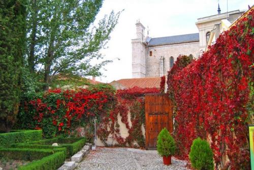 Каталог вьющихся растений. Декоративные вьющиеся растения для сада: 30 лиан с названием и фото