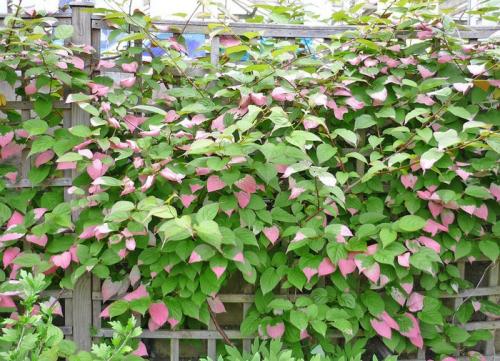 Каталог вьющихся растений. Декоративные вьющиеся растения для сада: 30 лиан с названием и фото