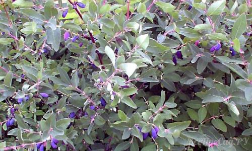 Вьющиеся растения для забора