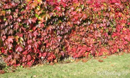 Вьющиеся растения для забора