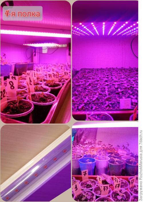 Стеллаж для рассады с фитолампами. Три квадратных метра полезной площади для рассады, или Модификация моего стеллажа