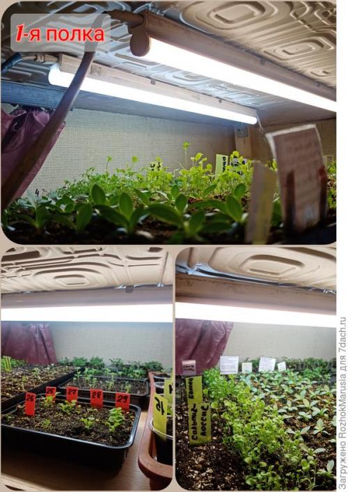 Стеллаж для рассады с фитолампами. Три квадратных метра полезной площади для рассады, или Модификация моего стеллажа