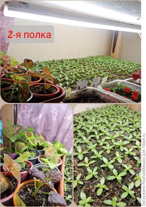 Стеллаж для рассады с фитолампами. Три квадратных метра полезной площади для рассады, или Модификация моего стеллажа