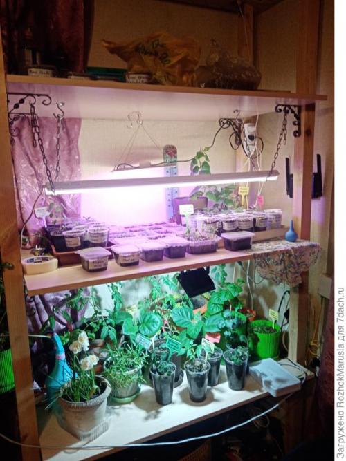 Стеллаж для рассады с фитолампами. Три квадратных метра полезной площади для рассады, или Модификация моего стеллажа